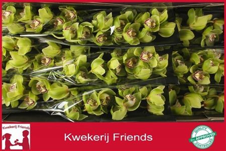 Cymbidium Green Mrs Robin Hood