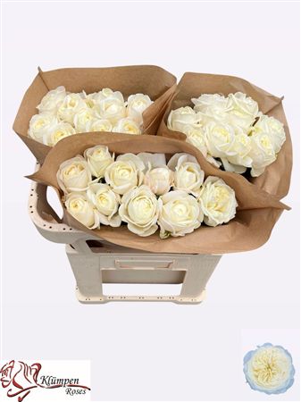Rosa Garden Chic White!