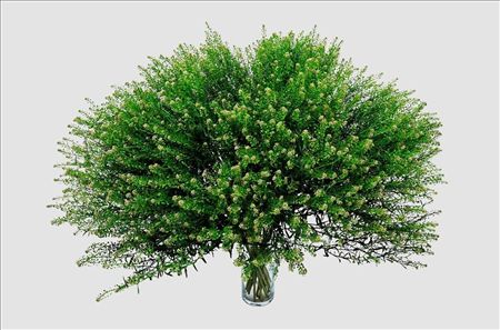 Thlaspi Green Bell