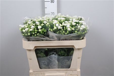 Bouvardia En White Sensation