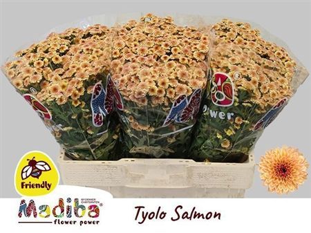 Chrys Sa Mad Salm Tyolo