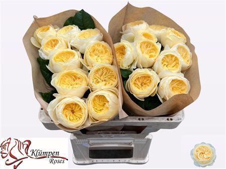Rosa Large Nona!