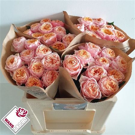 Rosa Garden Vuvuzela