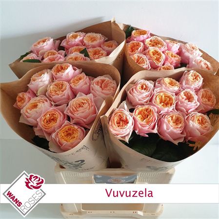 Rosa Garden Vuvuzela