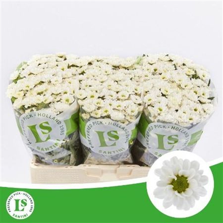 Chrys Sa Rossi White