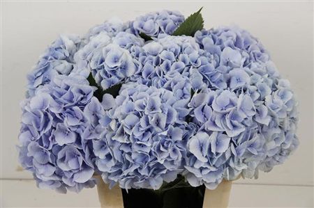 Hydrangea Verena Blue