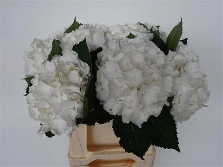 Hydrangea White Verena