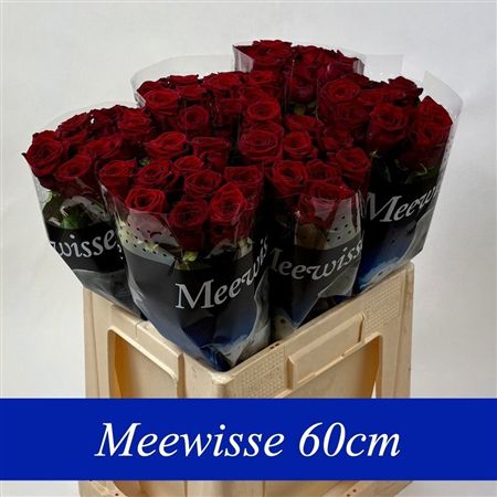 Rosa Large Red Naomi!