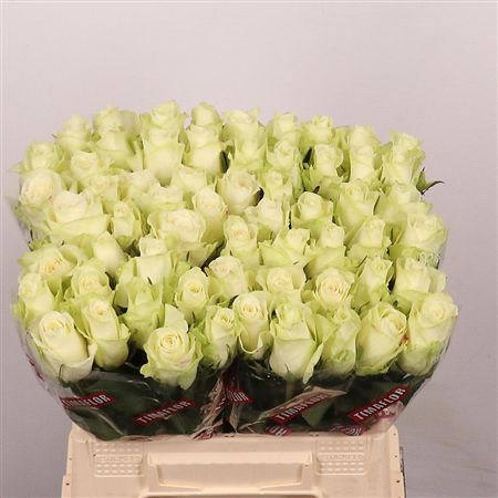 Rosa Large Athena