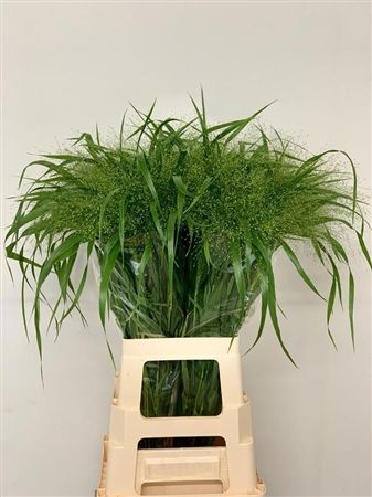 Panicum Fountain