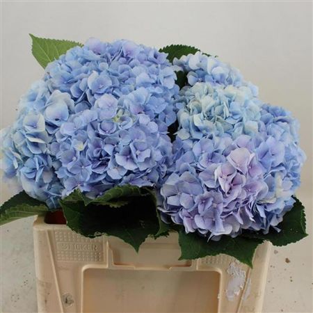 Hydrangea Verena Blue