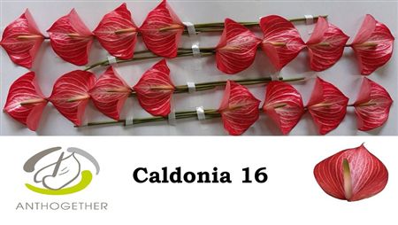 Anthurium Caldonia