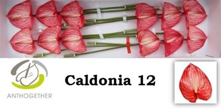 Anthurium Caldonia