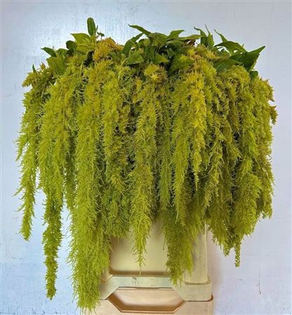 Amaranthus Green Spider