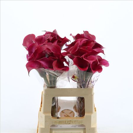 Zantedeschia Tokyo