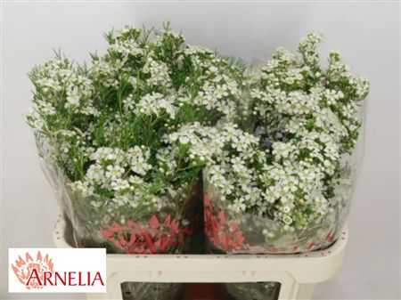 Wax Flowers Ofir