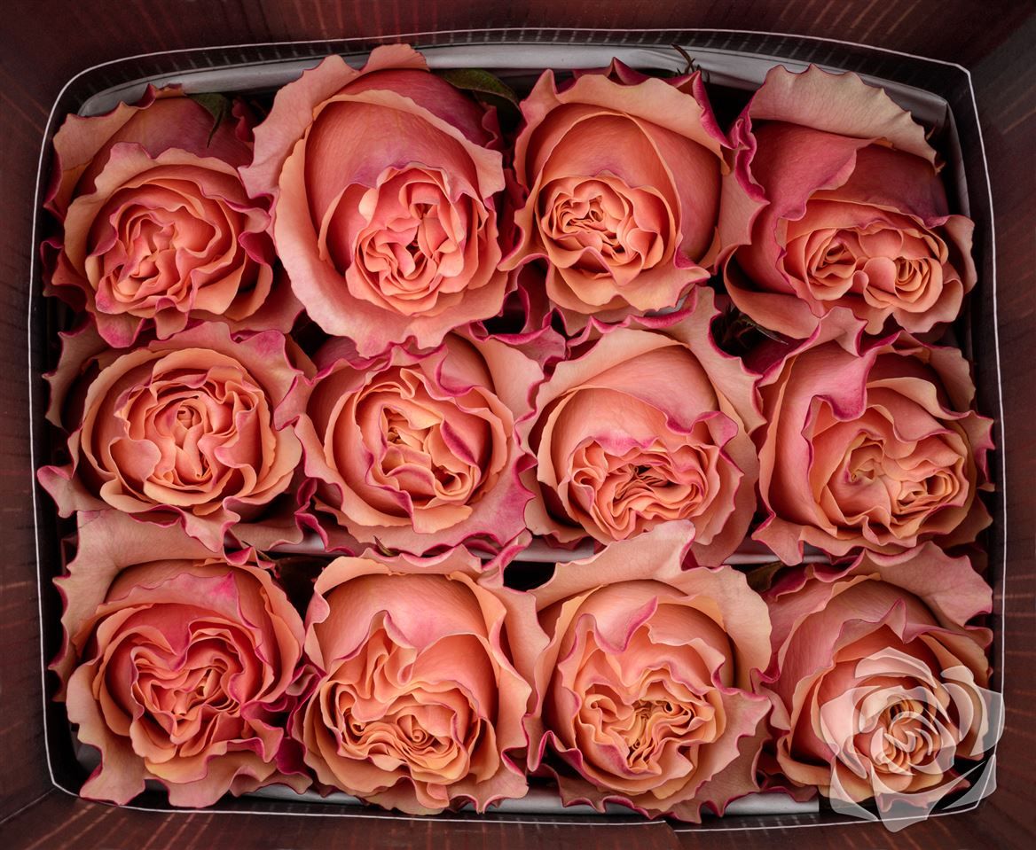 Rosa Ec Carpediem Garda