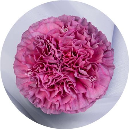 Garofano Ec Opium Thrill