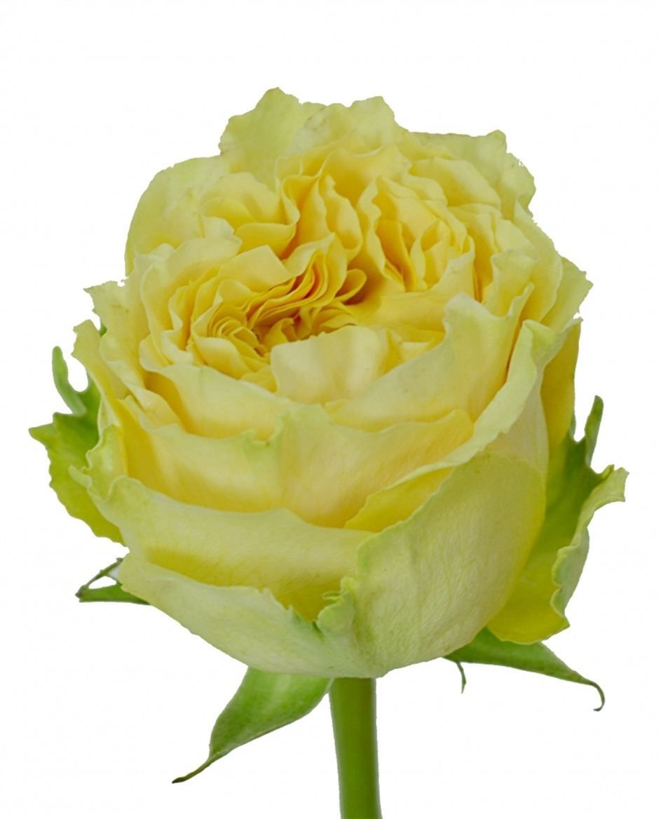 Rosa Ec Turtle Flores Verdes