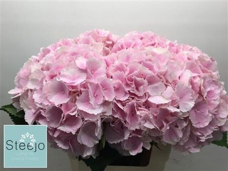Hydrangea Verena