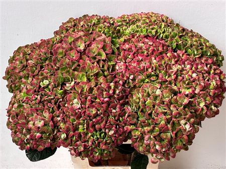 Hydrangea Mag Coral Classic