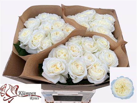 Rosa Garden Chic White!