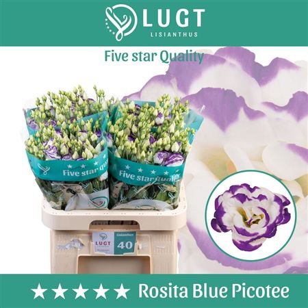 Lisianthus Do Rosita Blue Picotee