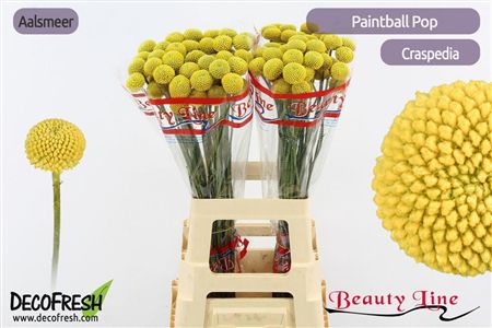 Craspedia Paintball Pop
