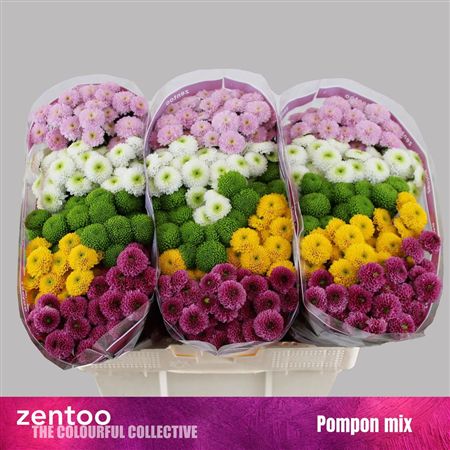 Chrys Sa Mix Pompon