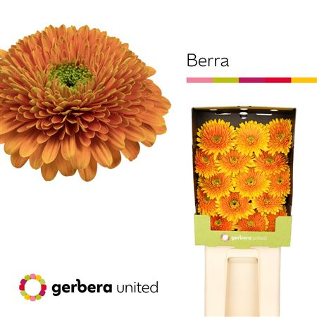 Gerbera Diamond Berra+