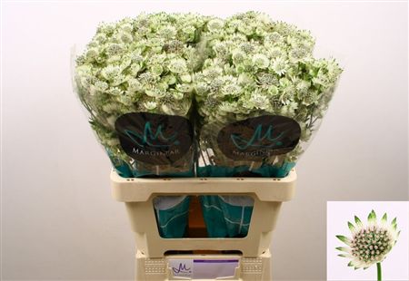 Astrantia Billion Stars Xl
