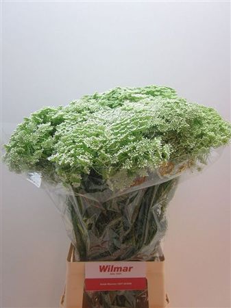 Ammi Visnaga