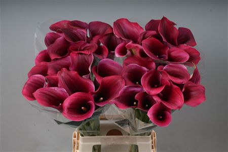 Calla Captain Promise