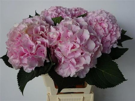 Hydrangea Verena