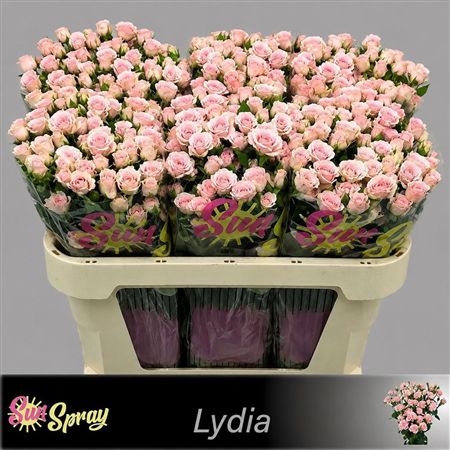 Rosa Spray Lydia
