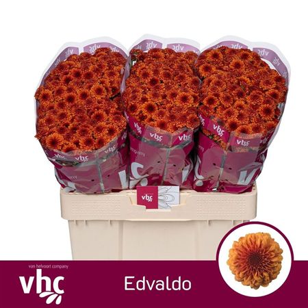 Chrys Sa Edvaldo