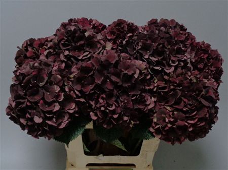 Hydrangea Mag Dark Ruby Classic