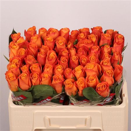 Rosa Large Confidential