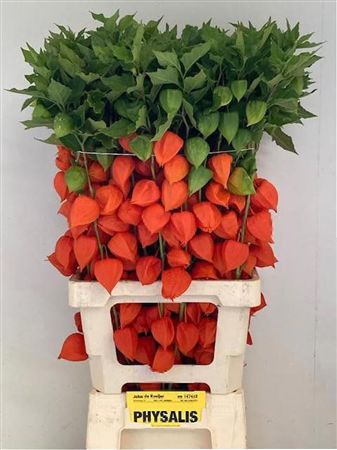 Physalis Lampion Per Stem