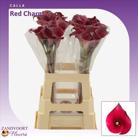 Calla Red Charm