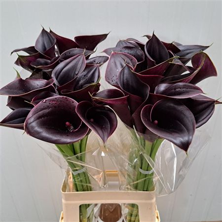 Calla Odessa