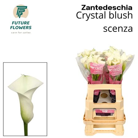 Calla Crystal Blush