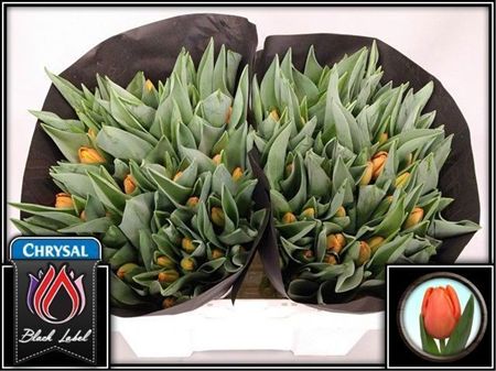 Tulipa Si Time Out
