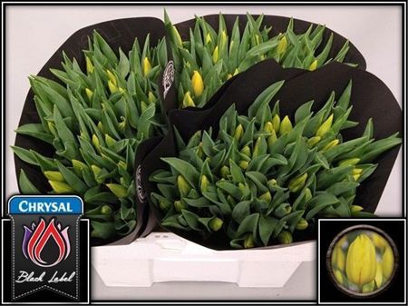 Tulipa Si Strong Gold