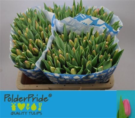 Tulipa Si Sissi