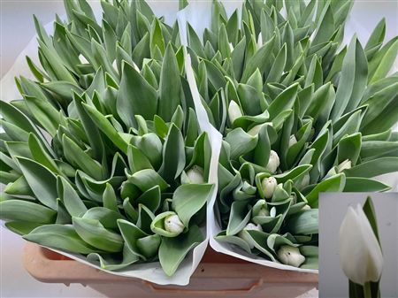 Tulipa Si Royal Virgin