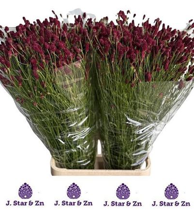 Sanguisorba Scarlet Star