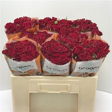 Rosa Spray Rubicon