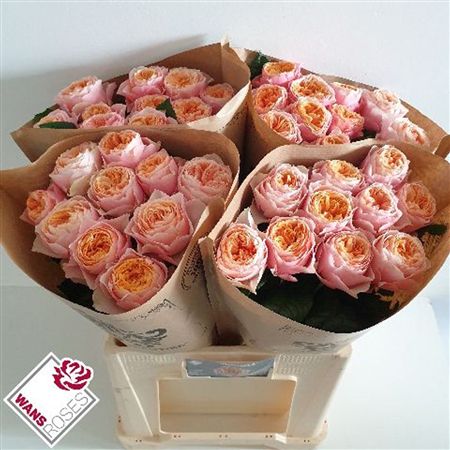 Rosa Garden Vuvuzela