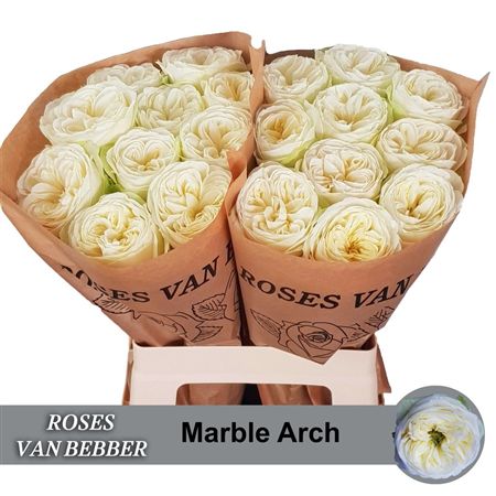 Rosa Garden Marble Arch
